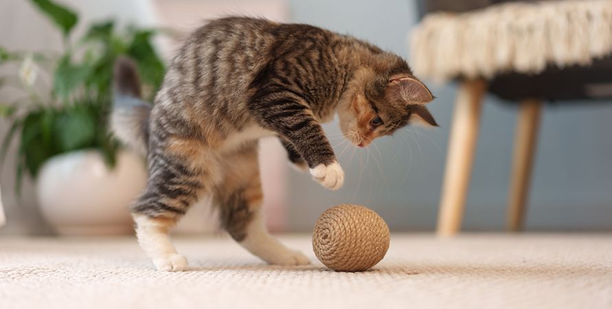 аирчаир (86)_891х450.jpg