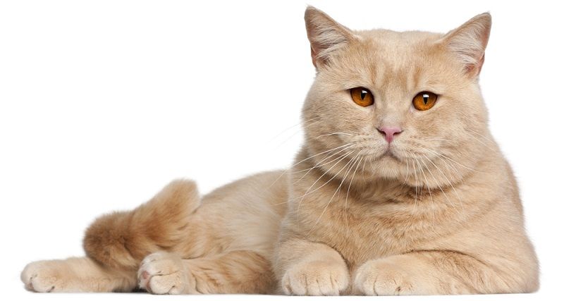 Защита кошек от блох и клещей