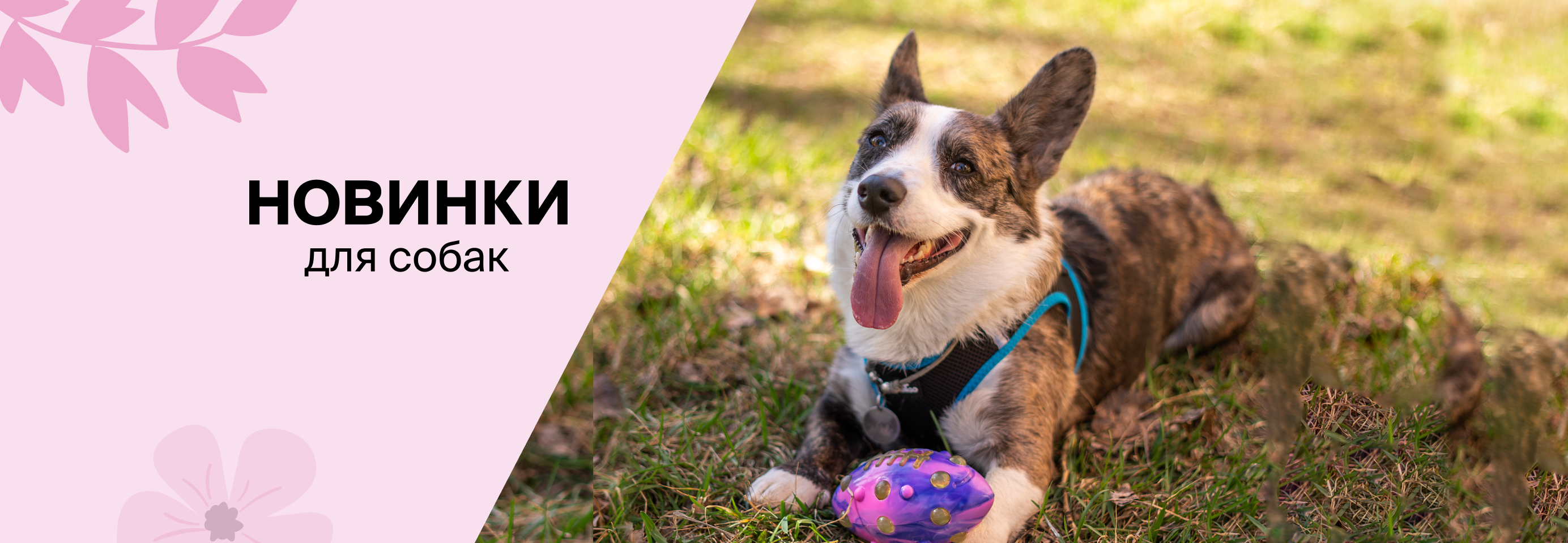 Новинки кормов, лакомств и аксессуаров для собак