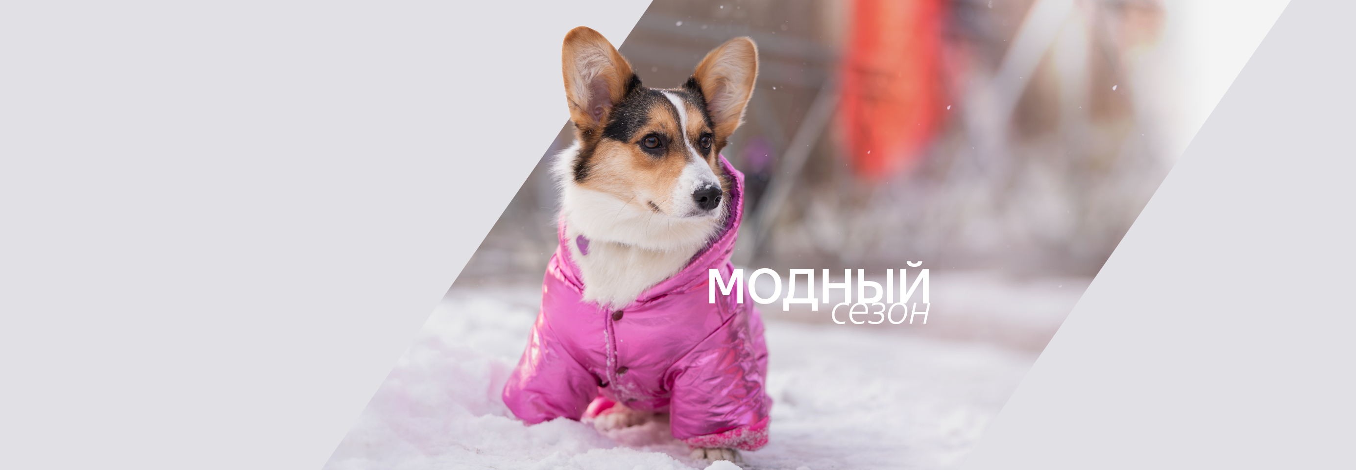 Собираем зимний гардероб для питомца