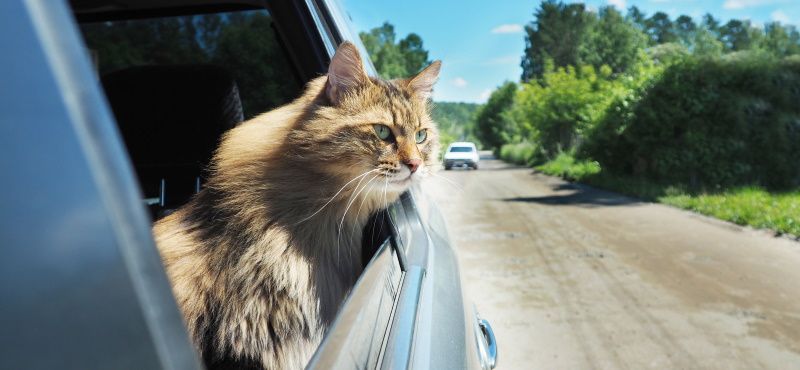 Как путешествовать с кошкой в машине