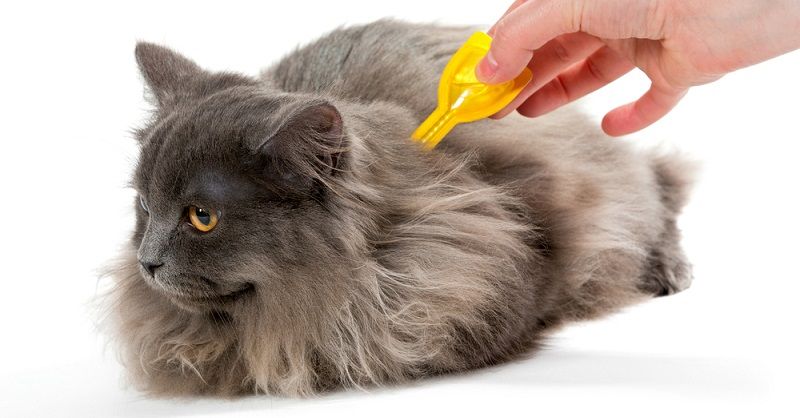 Защита кошек от блох и клещей