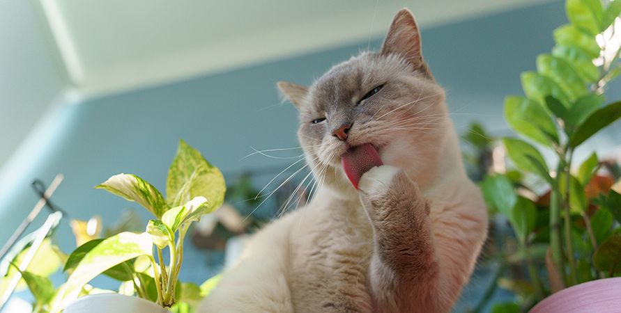 Что делать, если кошка сильно линяет