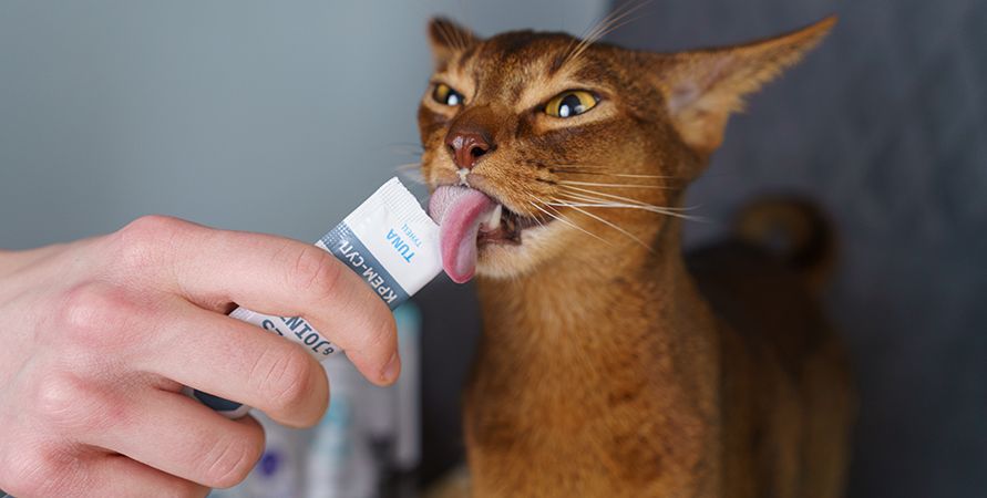 Новинка от Mealfeel! Аппетитные супчики для кошек