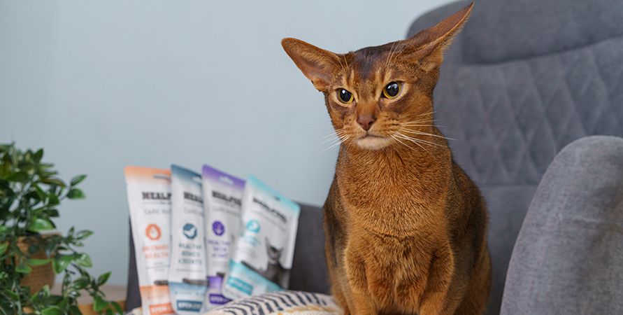 Новинка от Mealfeel! Аппетитные супчики для кошек