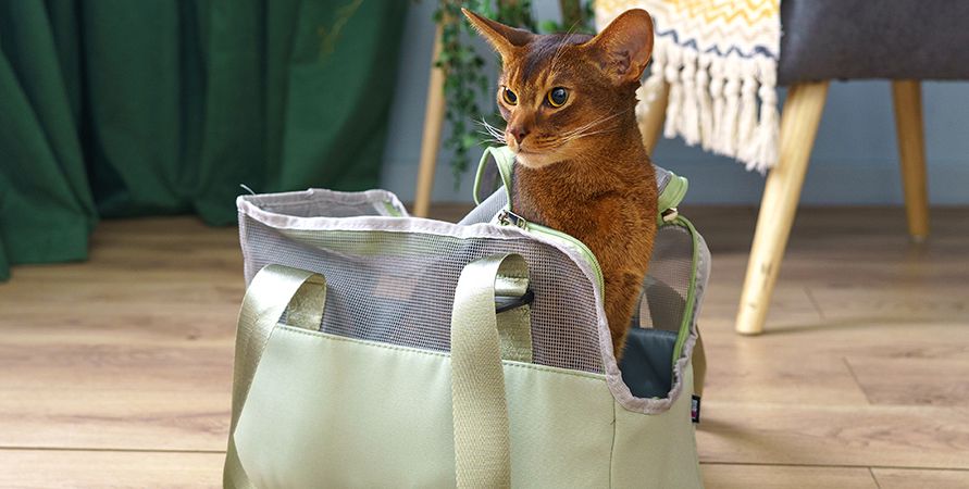 Как приучить кошку к переноске