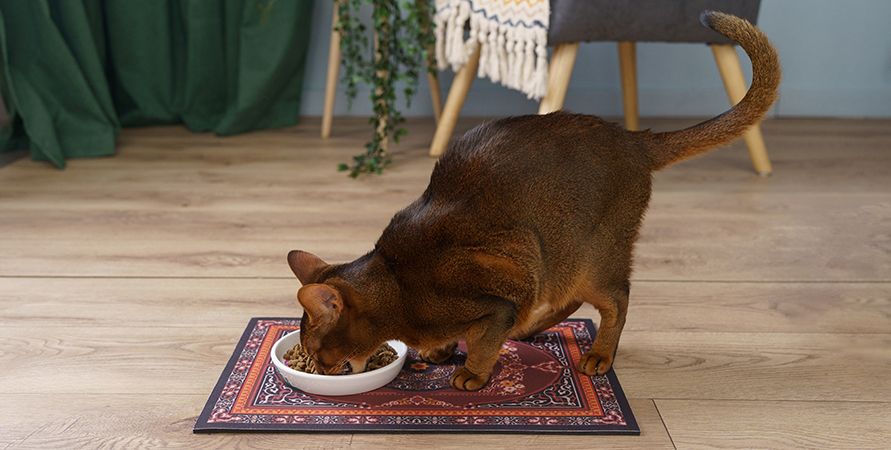 Новинка от Mealfeel! Аппетитные супчики для кошек