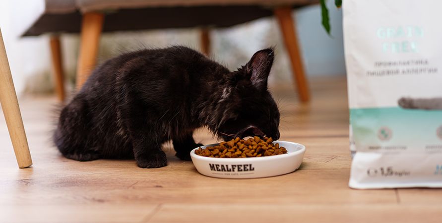 Новинка от Mealfeel: линейка кормов Care Nutrition