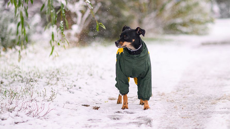 Как выбрать комбинезон для собаки