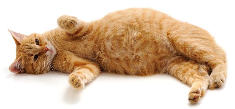 Защита кошек от блох и клещей