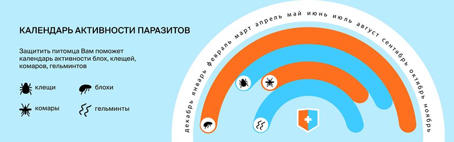 Виды защиты от паразитов: базовая, комплексная, в доме