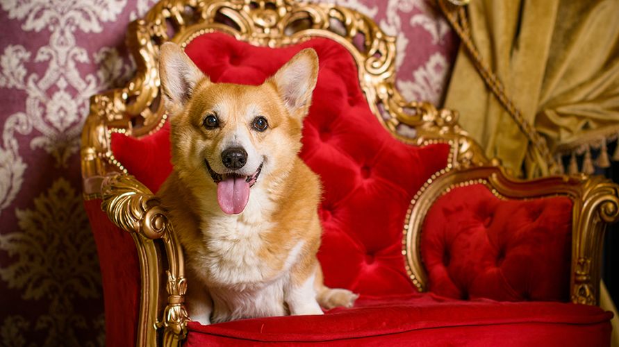 Вельш-корги: что это за порода?