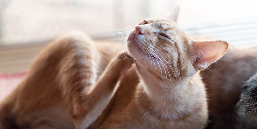 Когда начинать профилактику от блох и клещей