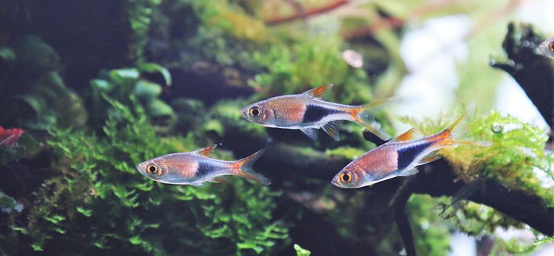 Завели питомца? Подборка необходимых товаров для нового члена семьи