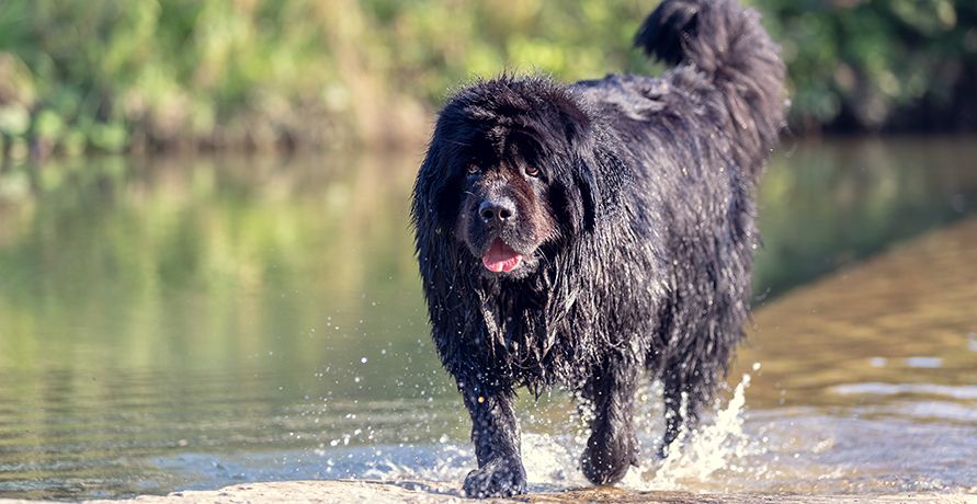 Самые крупные породы собак
