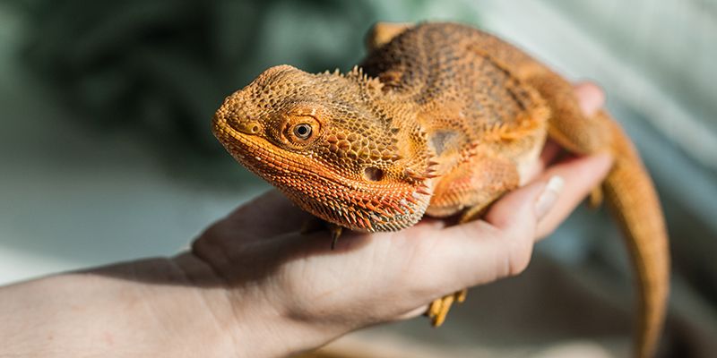 Что подарить питомцу на Новый год