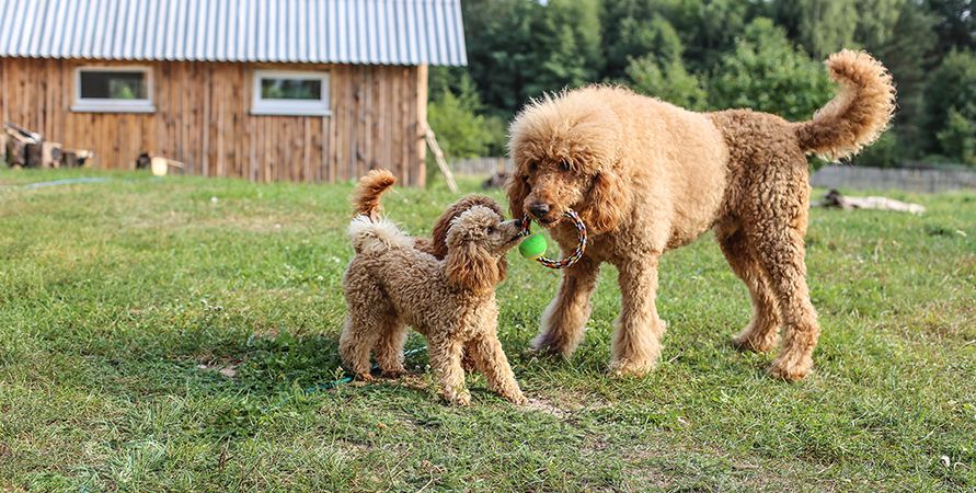 shutterstock_1174170676_810х450.jpg