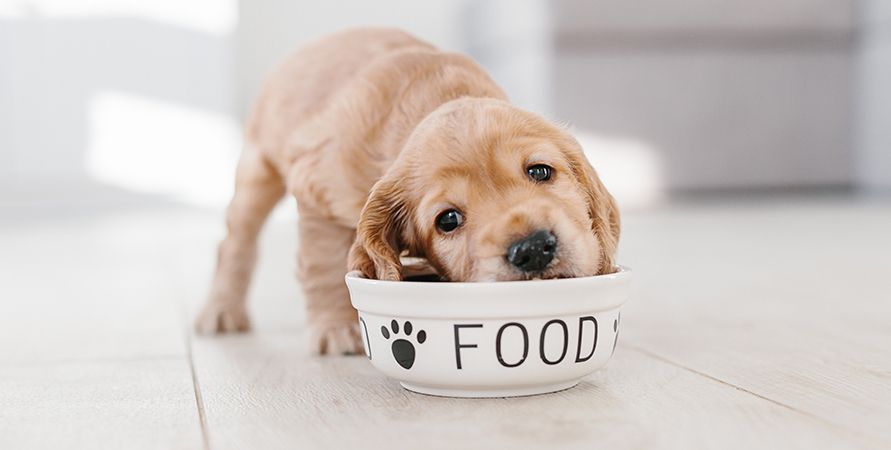 Чем кормить кокер-спаниеля