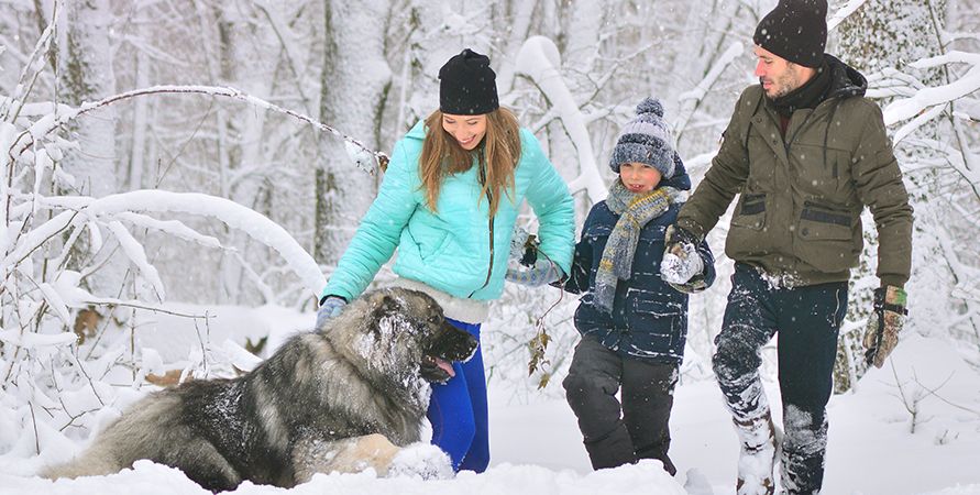 Самые крупные породы собак