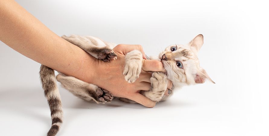 Кошка кусается – причины и что с этим делать