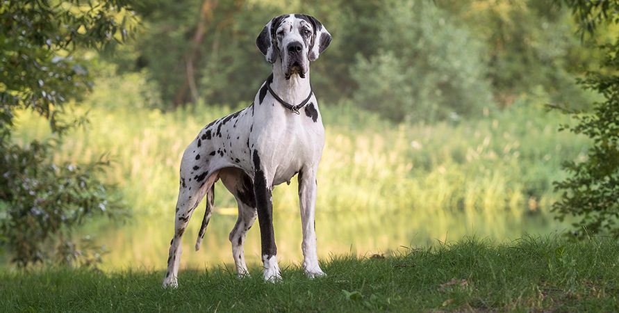 Самые крупные породы собак