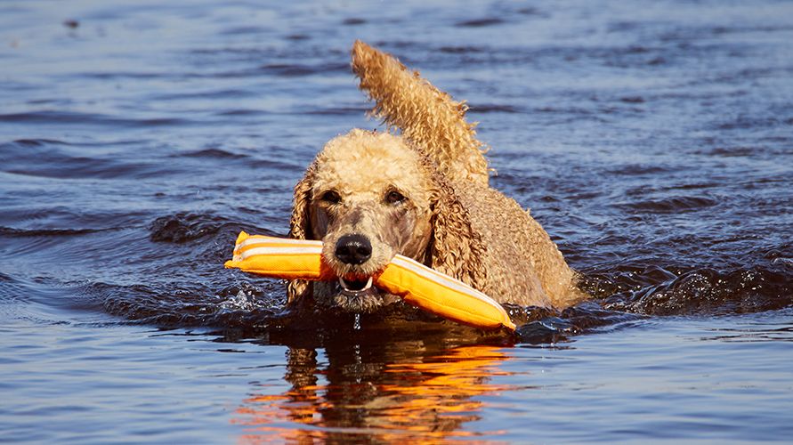 Животные-помощники человека: от древности до наших дней