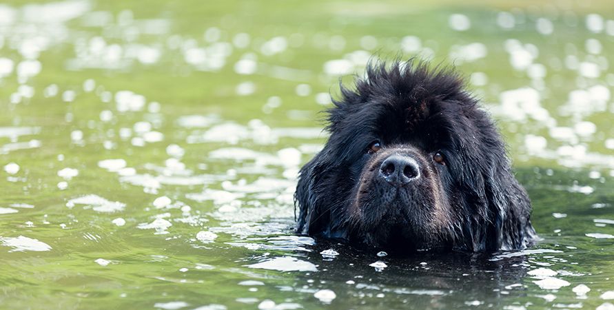 Самые крупные породы собак