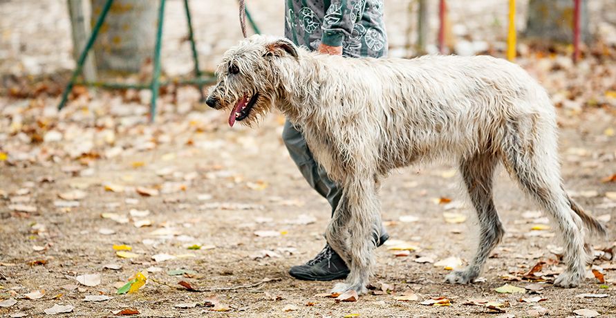 Самые крупные породы собак