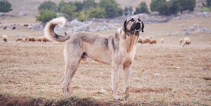 Самые крупные породы собак