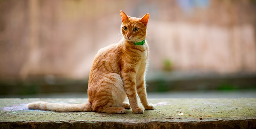 shutterstock_1537772066_891х450.jpg