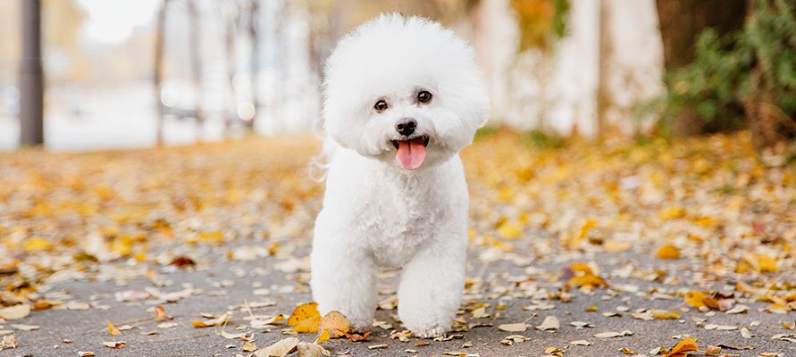 Собаки для детей: обзор пород, которые подойдут ребенку