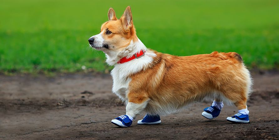 Выбираем обувь и носочки для собаки