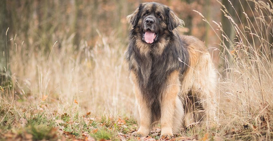 Самые крупные породы собак