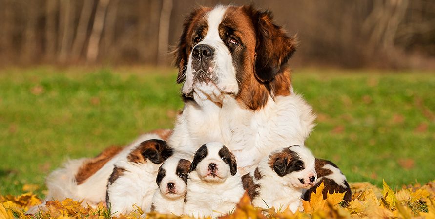 Самые крупные породы собак