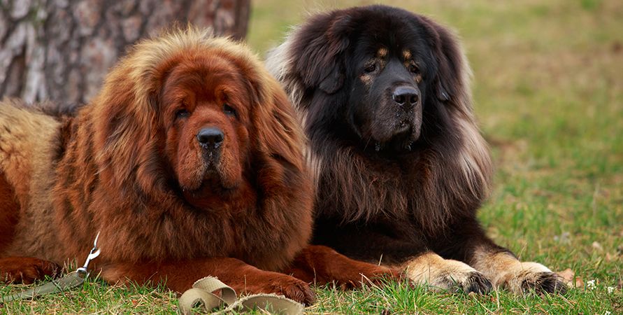 Самые крупные породы собак