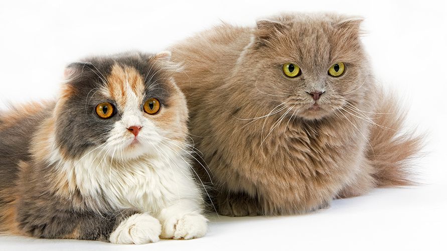 Шотландская порода кошки