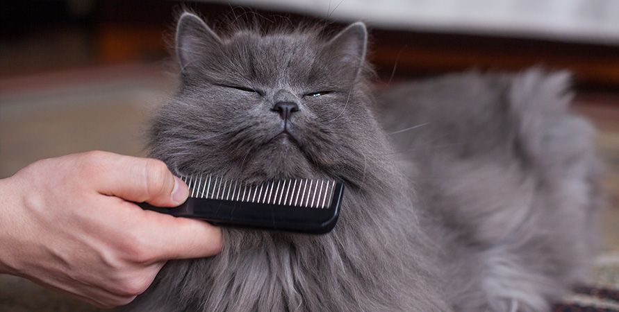 Здоровая шерсть у кошки