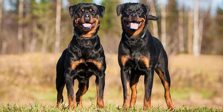 Собаки для детей: обзор пород, которые подойдут ребенку