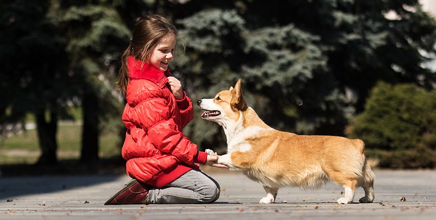 Вельш-корги: что это за порода?