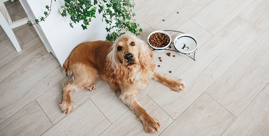 Чем кормить кокер-спаниеля