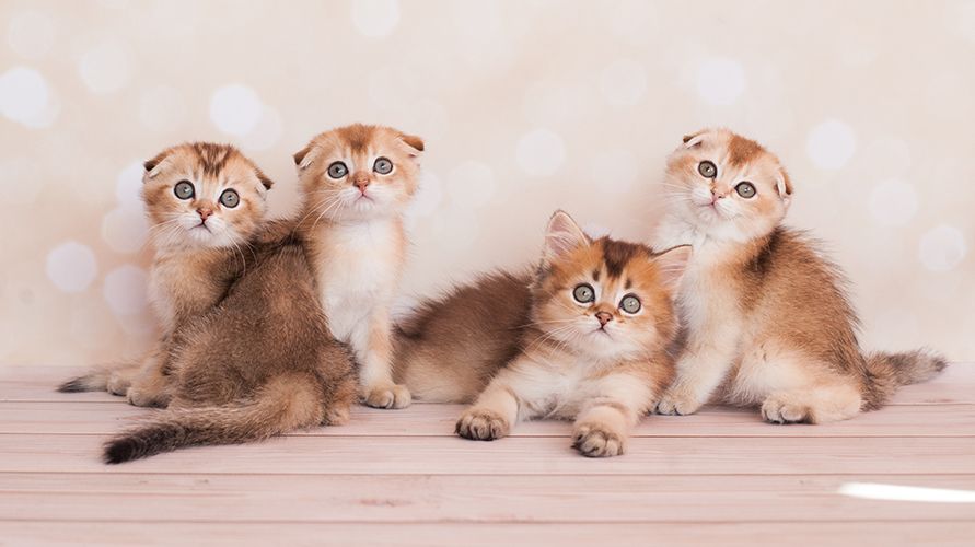 Шотландская порода кошки