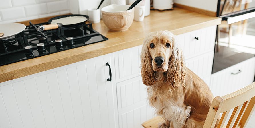 Чем кормить кокер-спаниеля