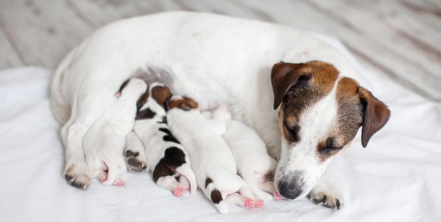 Сколько кормить собаку в день