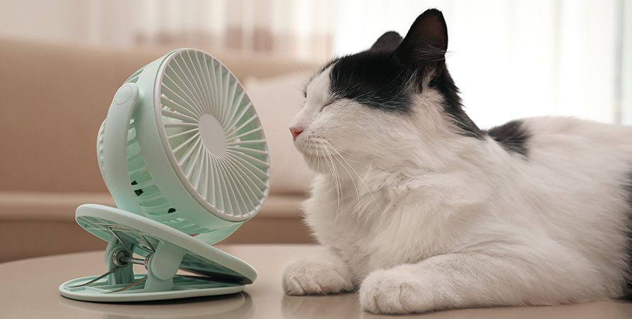 shutterstock_1869476839_891х450.jpg