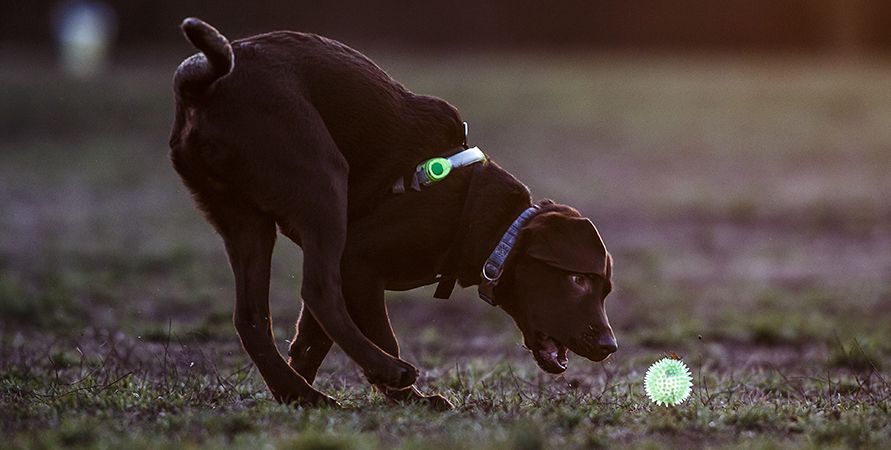 Светящиеся и светоотражающие аксессуары для питомцев