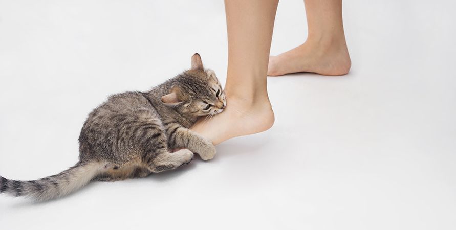 Кошка кусается – причины и что с этим делать