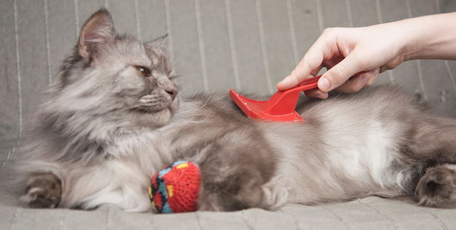 Здоровая шерсть у кошки