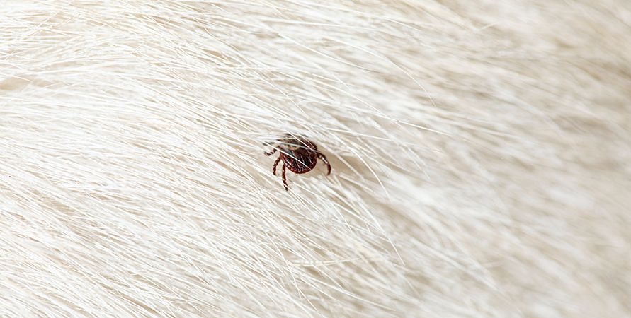 shutterstock_1944736240_891х450.jpg