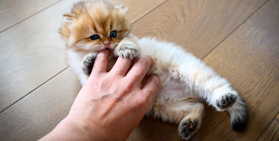 Кошка кусается – причины и что с этим делать