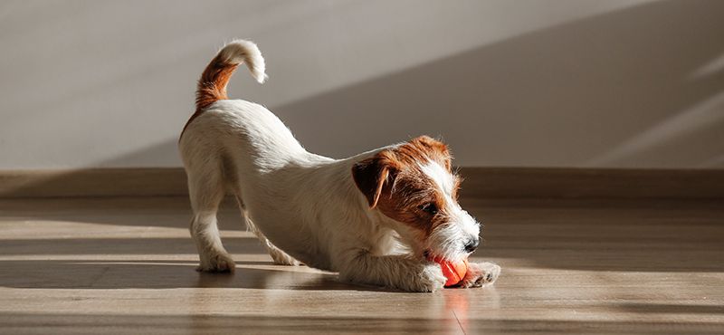 Завели питомца? Подборка необходимых товаров для нового члена семьи